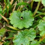 Hydrocotyle sibthorpioides পাতা