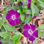 Vinca minorപുഷ്പം