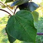 Croton urucurana Leaf