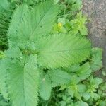 Sanguisorba canadensis Lehti