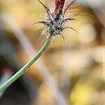 Centaurea intricata 花