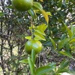 Citrus × aurantium Frukto