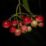 Chrysochlamys glauca Fruto