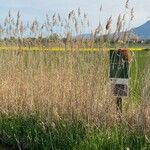 Phragmites australisStaniste