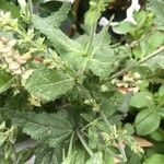 Teucrium canadense List