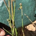 Scirpoides holoschoenus Outro