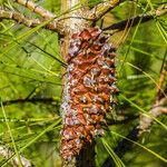 Pinus attenuata Frucht