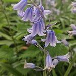 Hyacinthoides × massartianaFlower