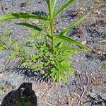 Solidago juncea পাতা