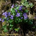 Viola × uechtritziana Costuma