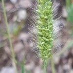 Setaria verticillataFrucht