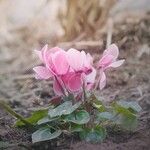 Cyclamen persicumКветка