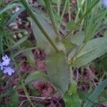 Myosotis sylvatica Likasa