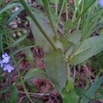 Myosotis sylvatica Deilen