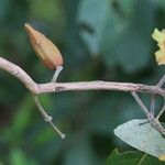 Combretum collinum Fruit