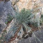 Festuca marginata Blatt