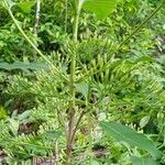 Pavetta indica Flower