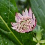 Astrantia major Blüte