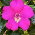 Meriania speciosa Cvet