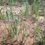 Plantago aristata Habit