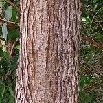 Ulmus laevis Bark