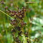 Juncus compressus Owoc