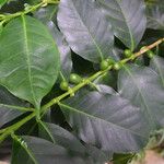 Coffea arabica Folha