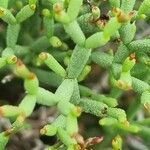 Limonium articulatum Blatt