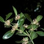 Buxus balearica Blüte