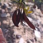 Parkinsonia praecox Фрукт