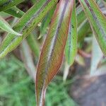 Foetidia mauritiana Leaf