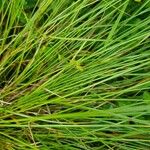 Carex remota Folla