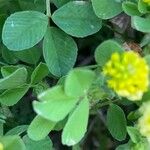 Trifolium campestre Frunză