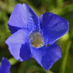 Gentianopsis virgata Flower