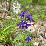 Delphinium tricorne Flower