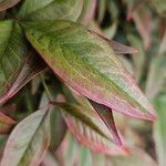 Nandina domestica Leaf