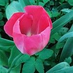 Tulipa agenensis Λουλούδι