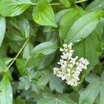 Ligustrum vulgare फूल