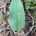 Symphytum tuberosum Leaf