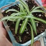 Chlorophytum comosumFeuille