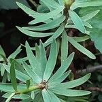 Euphorbia balsamifera Leaf