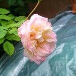 Rosa chinensis花