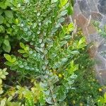 Azara microphylla Blatt