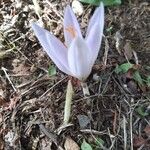 Crocus versicolor Cvet