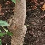 Cornus capitata Bark