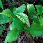 Acalypha siamensis Leaf