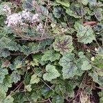 Tiarella cordifoliaᱥᱟᱠᱟᱢ