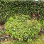 Acacia cognata Fuelha