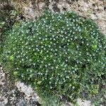 Lithodora zahnii Hábito
