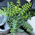 Asplenium balearicum Yaprak